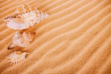Fototapeta na wymiar three seashells on the sand