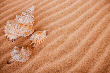 three sea shells and sand