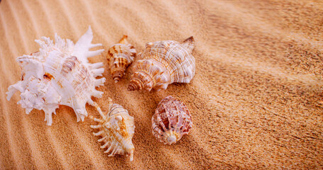 Fototapeta na wymiar five sea shells and starfish