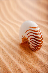 nautilus shell on the sand