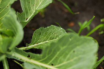 Young cabbage in the garden. Watering cabbage in the garden. Agriculture. Gardening.