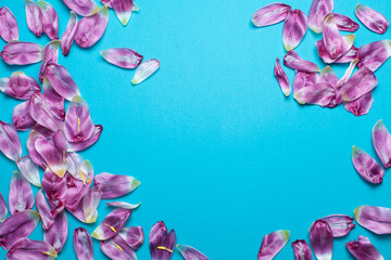 Petals of tulips on blue background 