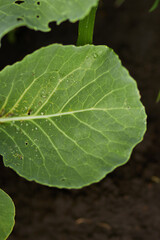 Young cabbage in the garden. Watering cabbage in the garden. Agriculture. Gardening.