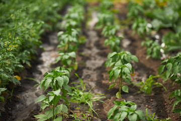 Tomatoes and green peppers in the garden. Agriculture. Garden beds. Gardening.