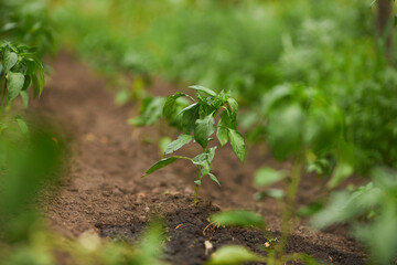 Green tomatoes in the garden. Agriculture. Garden beds. Gardening.