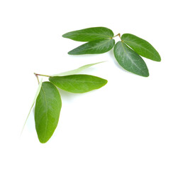 Tamarind leaves with beautiful green leaves in the morning