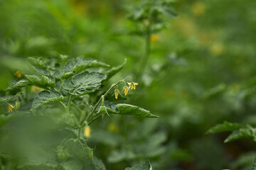 Green tomatoes in the garden. Agriculture. Garden beds. Gardening.