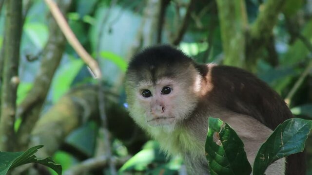 A close up of a capuchin monkey, Cebus Albifrons, looking around in the rainforest of the Amazon in Ecuador, South America

