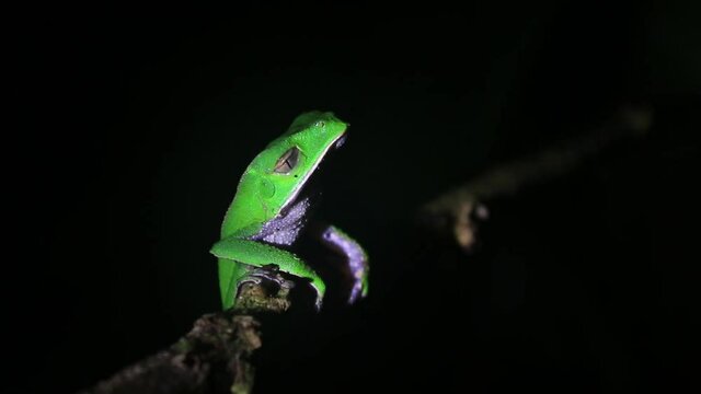 A small green tree frog sitting on a branch with his eyes closed and taking rapid breaths
