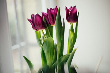 pink tulips in a vase