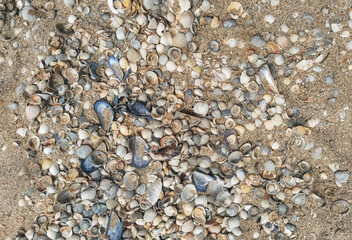 The texture of large, small, multi-colored sea shells mixed with gray and yellow sand. Photograph, top view.