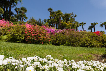 fiori e fioriture