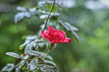 red rose in the garden