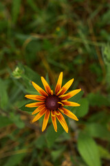 Beautiful yellow flower top view.