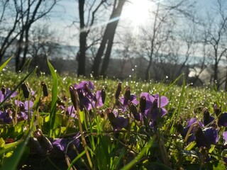 Viola odorata in the forest during spring months. purple wild flower