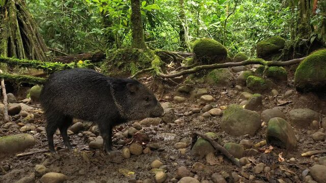 A collard peccary, Pecari tajacu, approaching food while being alert for predators in a tropical rainforest of South America
