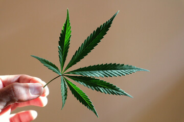 Cannabis leaf in hand on a brown background.