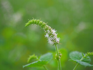 fesh herb mint flower