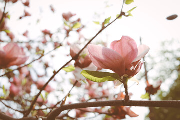Pink magnolia tree flowers blooms on clear blue sky