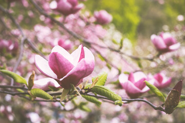 Pink magnolia tree flowers blooms on clear blue sky