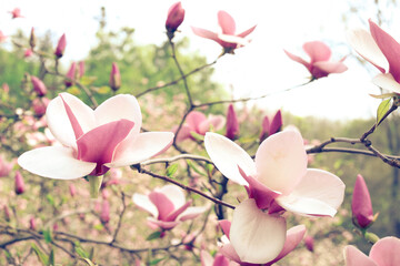 Pink magnolia tree flowers blooms on clear blue sky