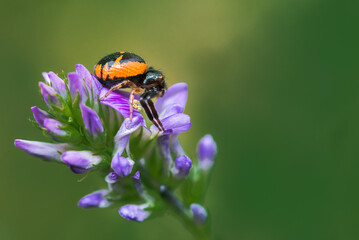red crab spider, synema globosum, lateral view, waiting for a prey on a wild flower