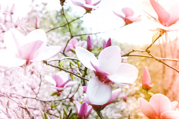 Pink magnolia tree flowers blooms on clear blue sky