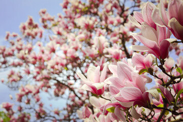 Pink magnolia tree flowers blooms on clear blue sky