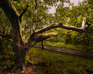 Forest photography at Darwen Forest near Blackburn.  The huge bending tree arching over the forest footpath with the light sunlight bouncing off the wet tree branches.  The huge tree is also covered i