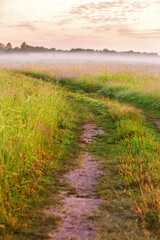 Fototapeta na wymiar Dirt road on wild meadow in morning fog. Rural summer landscape