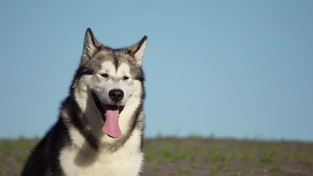 portrait of dog