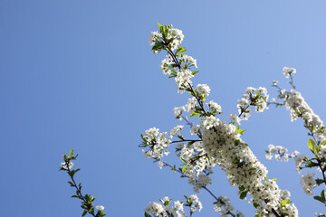 Spring flowering apple trees