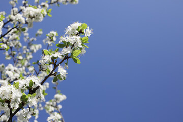 Spring flowering apple trees