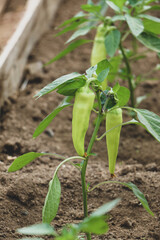 green pepper in a greenhouse