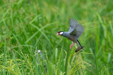 Java sparrow flying on green rice fields