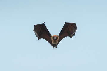 Fototapeta na wymiar Bat flying on blue sky background ( Lyle's flying fox)