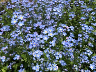 Field of wild flowers. Blue forget-me-not in the green grass. summer background
