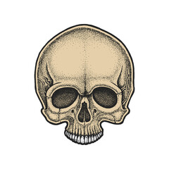 Dotwork styled skull. Hand drawn illustration.
