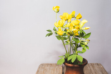 Summer field and meadow grasses and flowers.