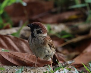 sparrow,