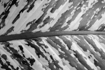 soft focus, green leaf background