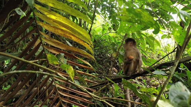 A caged Capuchin monkey, Cebus Albifrons, that is content while eating his egg that has been given to him
