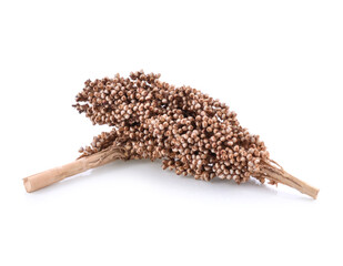 sorghum isolated on white background