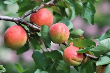 Ripe apricots before harvest