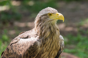 Detailed view of a white tailed eagle head, a typical Eurasian eagle