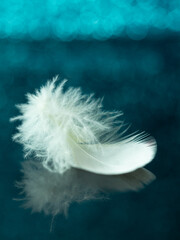 white feather on glass with reflection and blue bokeh