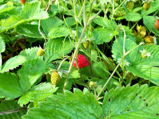 wild strawberry in the forest