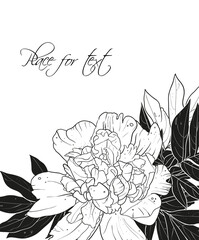 Hand drawn peony flower. Vector graphics. Minimalistic black and white card template.