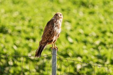 The common buzzard (Buteo buteo) is a medium-to-large bird of prey which has a large range