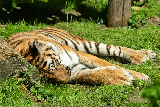 A tiger in a cage and sleeping in a zoo.